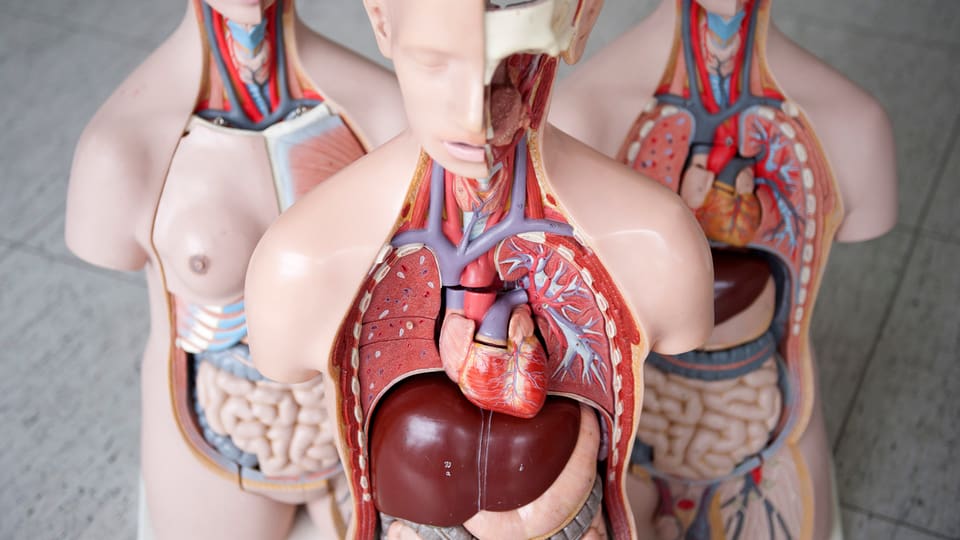 organs dal corp