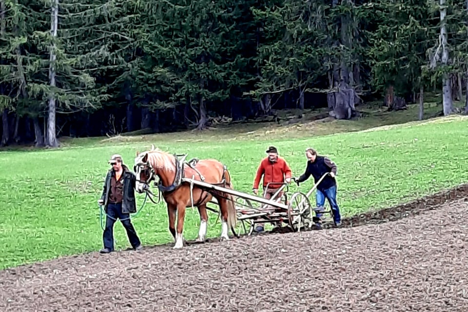 Kartoffelernte wie anno dazumal mit Pferd und Pflug