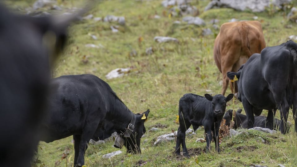 purtret d'intginas vatgas-mamma sin in'alp.