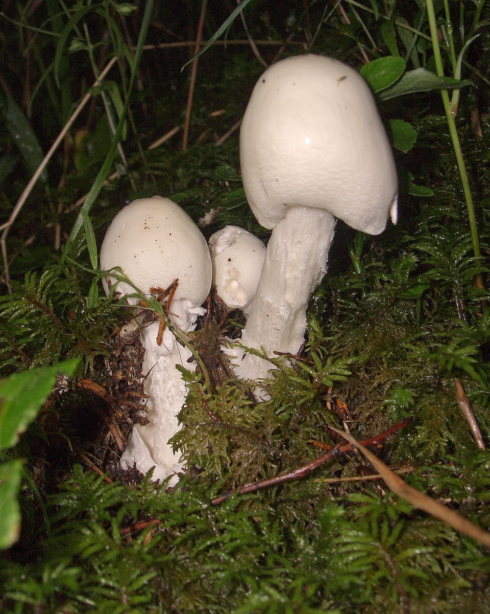 Amanita conica