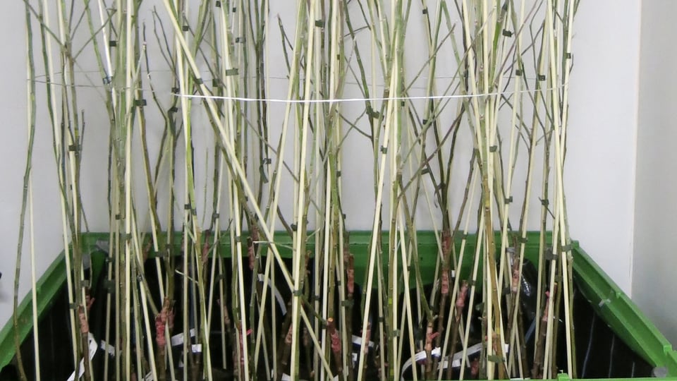ina harassa cun plantinas da mailars midads geneticamain