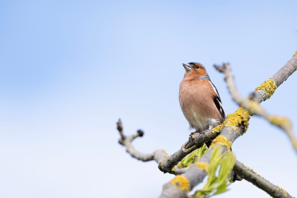 Die Stunde der Gartenvögel Vögel Birdwatching Vogelbeobachtung Vogel Ornithologie