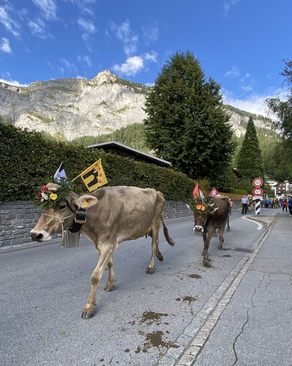 Kühe am Alpabzug im Flimsersteig
