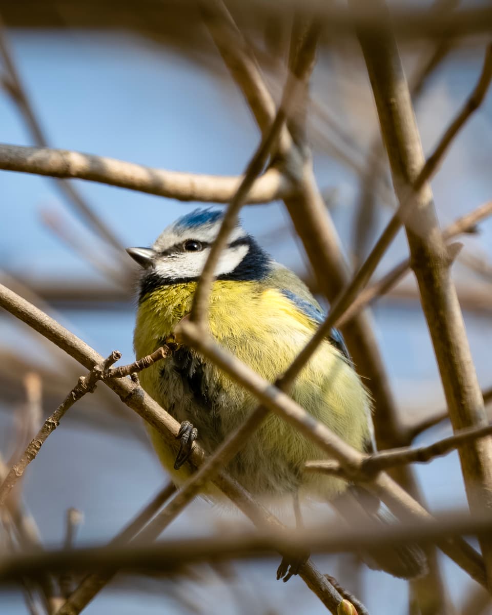 Die Stunde der Gartenvögel Vögel Birdwatching Vogelbeobachtung Vogel Ornithologie