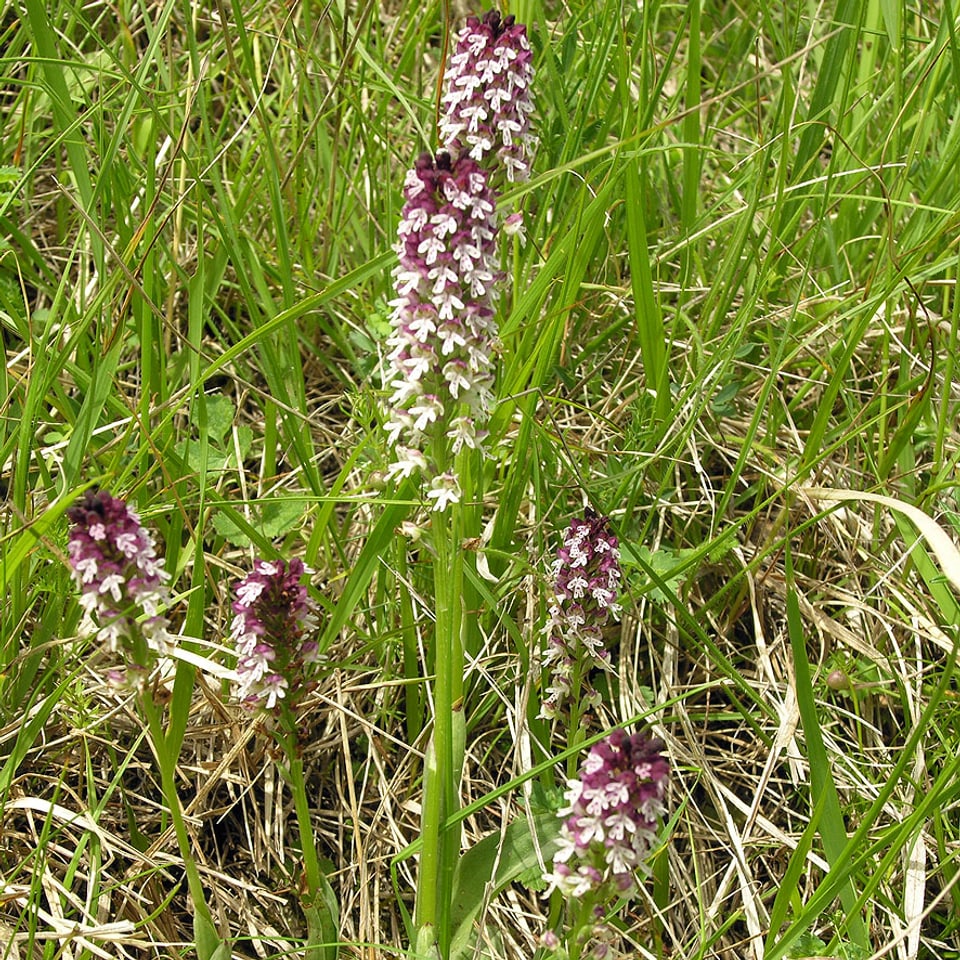 Duas pitschnas orchideas en il prà.