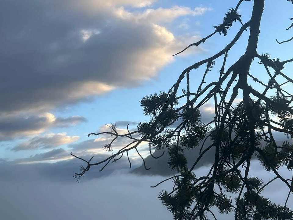 Wolken am Himmel, mit einem Lärchenast.