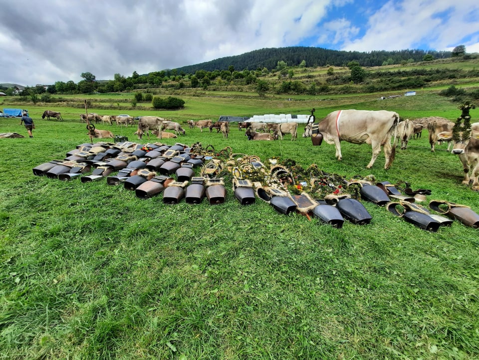 Kühe und Kuhglocken am Alpabzug in Sent