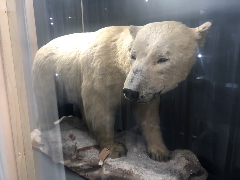 Urs da glatsch exponì en il museum.