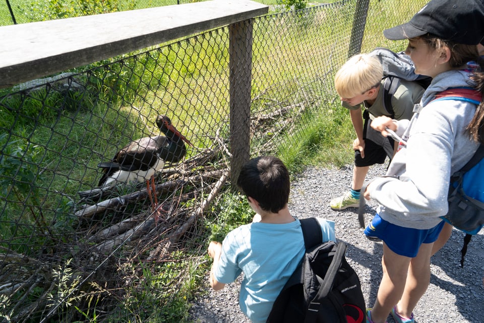 Ils buobs èn fascinads dals animals