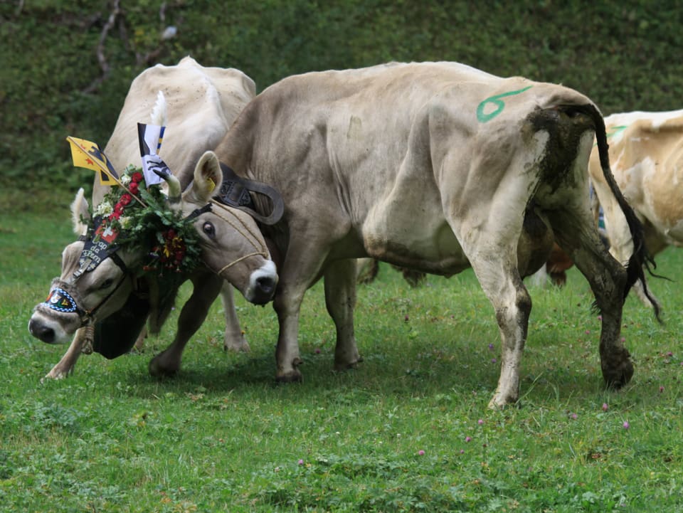 Zwei Kühe die sich drum streiten wer die schönste ist am Alpabzug in Bargis