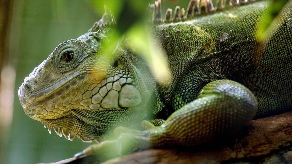 Purtret d'in leguan en il Zoo. 