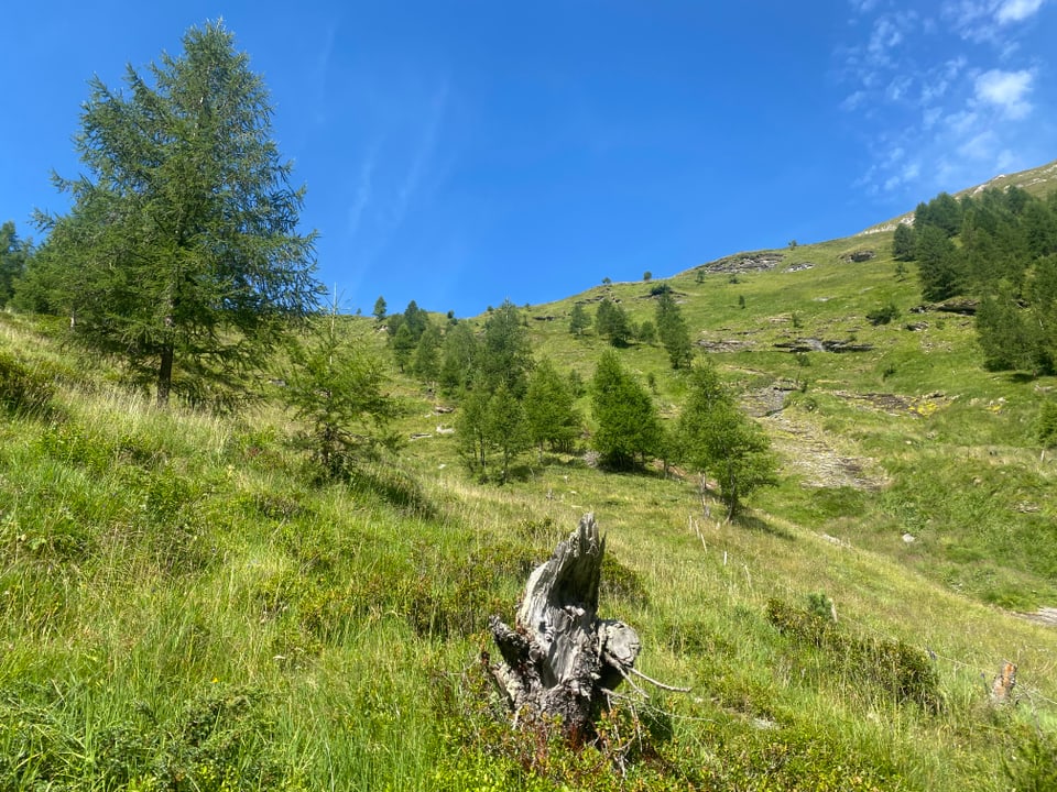 Il Hohenhauswald en la val laterala d'Avras, la Val Madris.