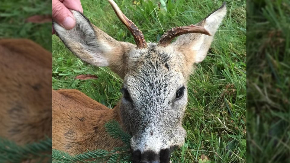 In chavriel lantschet. Ins vesa quasi mo il chau da l'animal. Ina corna e stuschada engiuvers. In maun tegn adaut il chau vid ina ureglia.