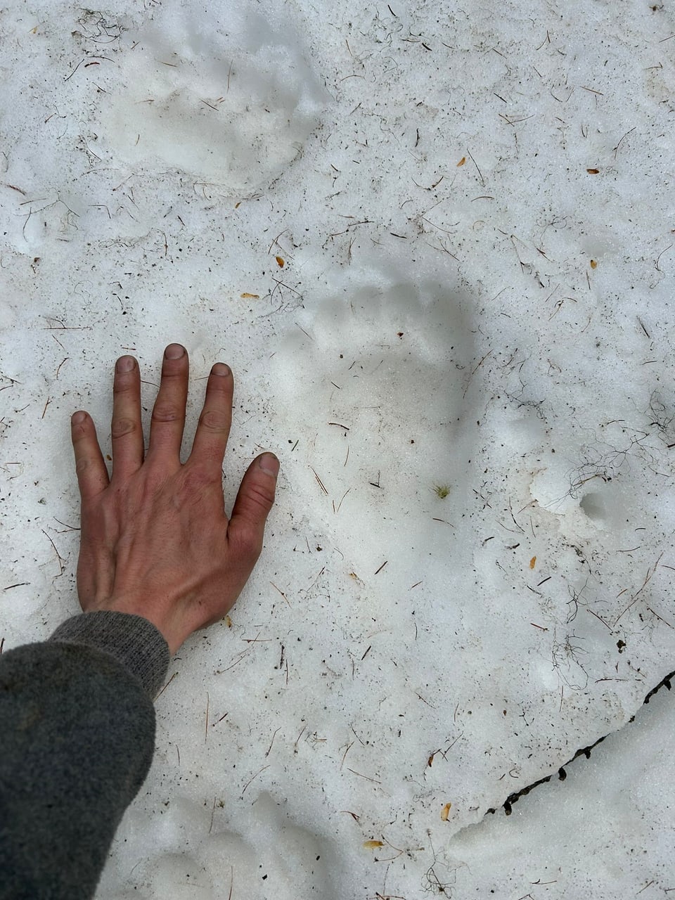 Hand neben grossen Tierpfotenabdrücken im Schnee.