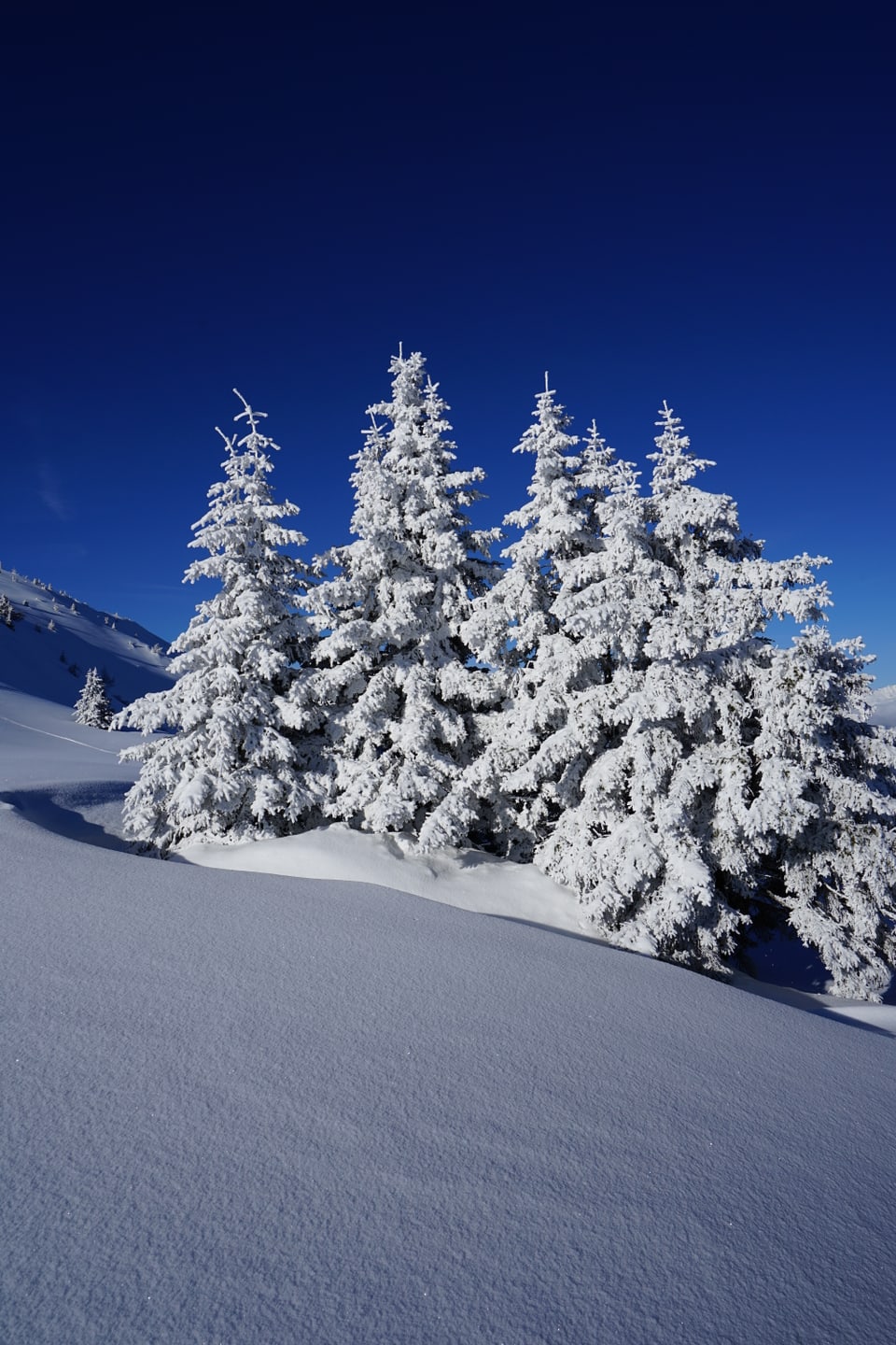 Bäume mit Schnee, zum Scheeengel inspirierende Landschaften, NICE!