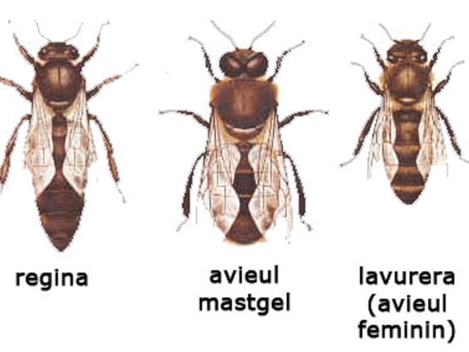 sorts d'avieuls
