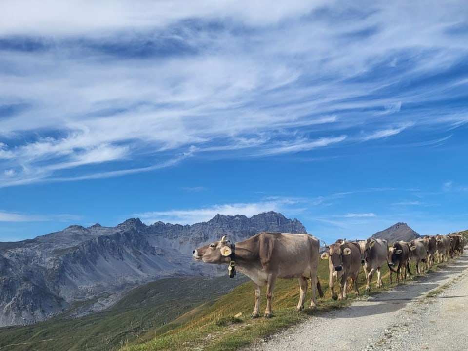 Bella cuntrada cun vatgas sin l'alp Curtginatsch