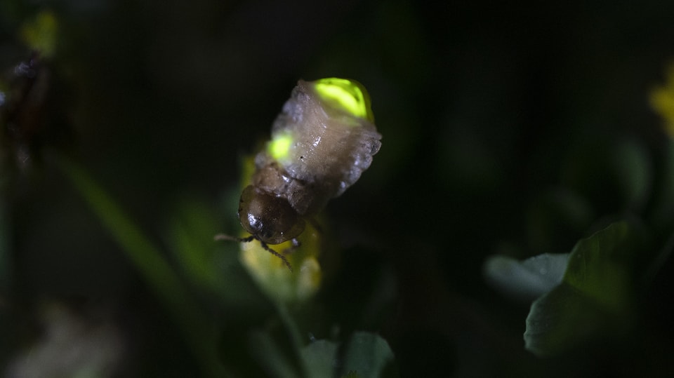 Weibliches Glühwürmchen leuchtet auf einem Blatt.