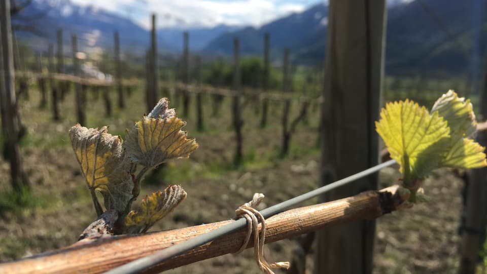 Il maletg mussa sanester in chatsch d'ina vigna ch'è schelà e sanester in chatsch saun e frestg.