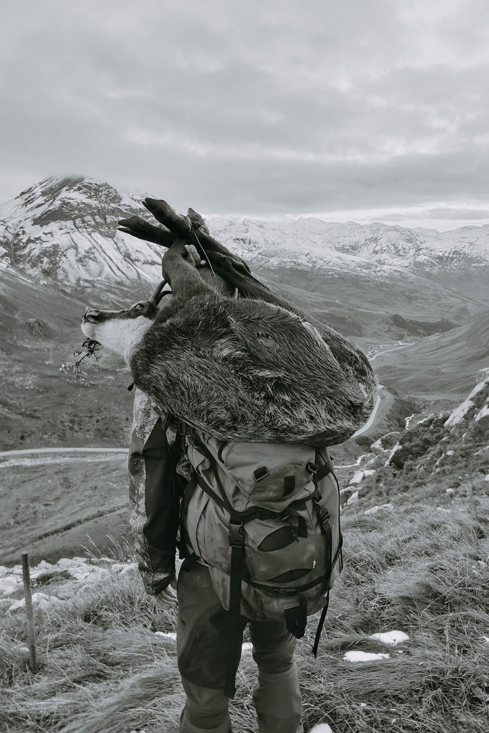 Ein Jäger in den Alpen trägt eine Gämsgeiss auf dem Rücken, in schwarz-weiss.