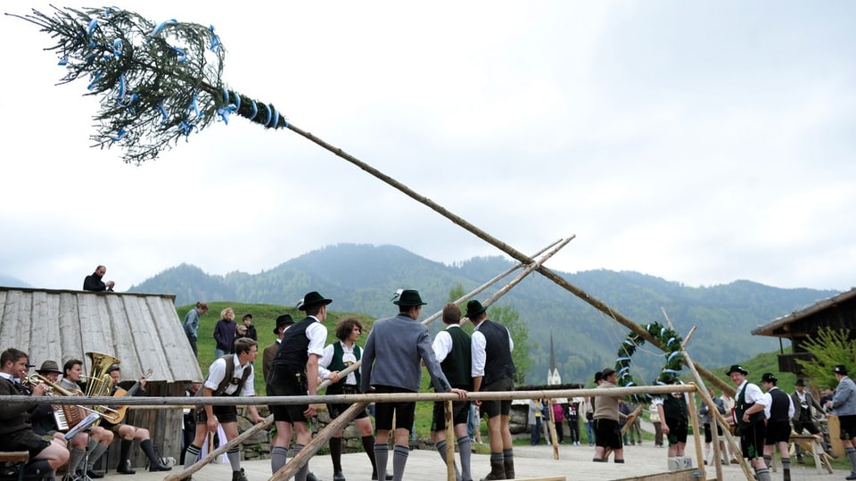 Aufstellung eines Maibaums in Bayern Männer stellen den Maibaum auf