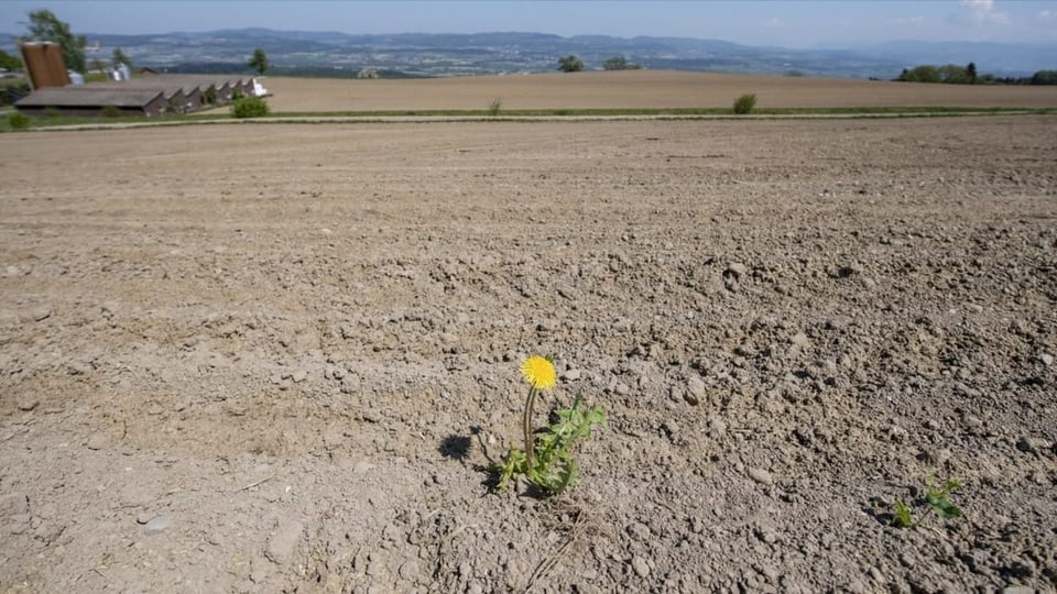 Sitgira en Grischun – la stad 2022