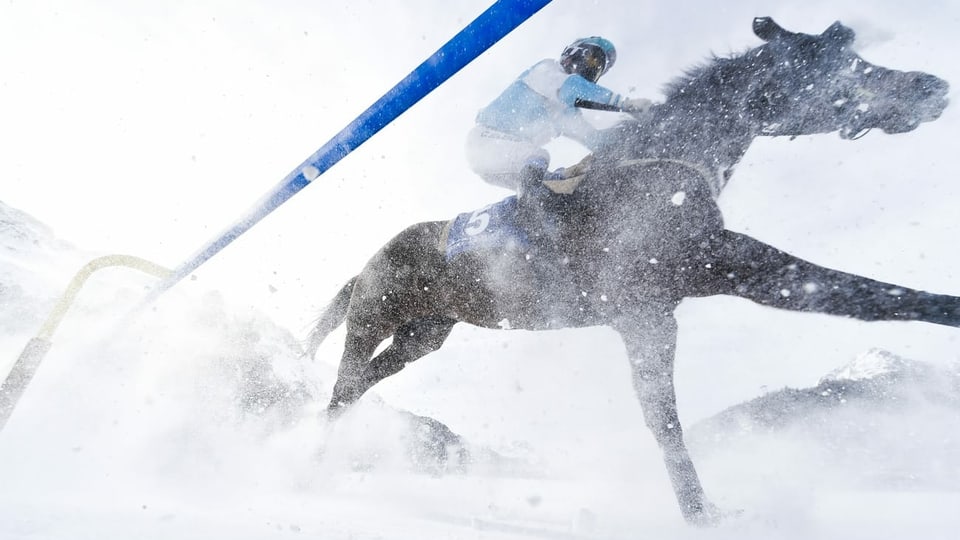 Purtret d'in chaval en plain galop, durant ina da las cursas al White Turf a San Murezzan. 