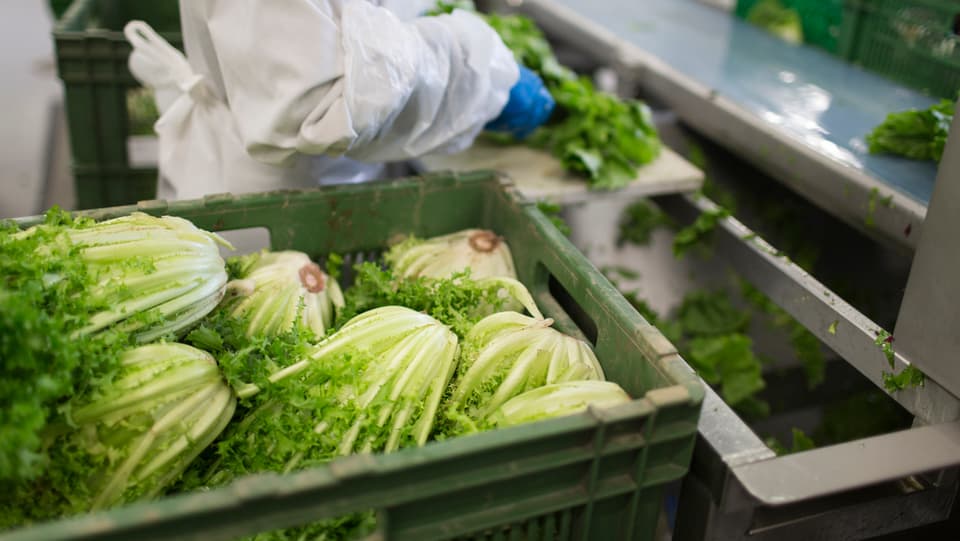 salata verda en ina harassa