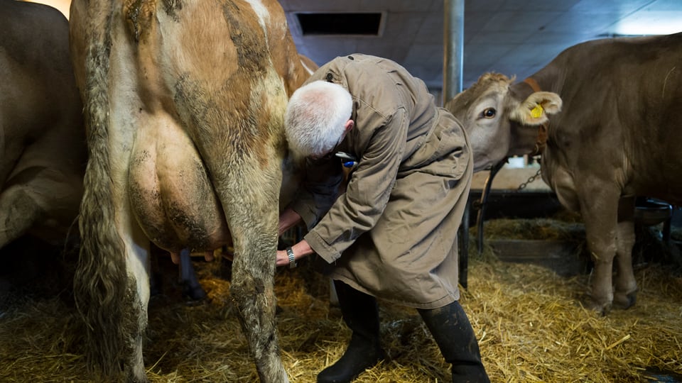 in veterinari examinescha ina vatga
