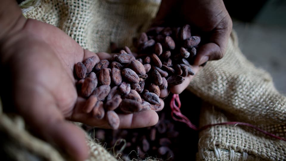 dus mauns da pel naira che tegnan fava da cacau