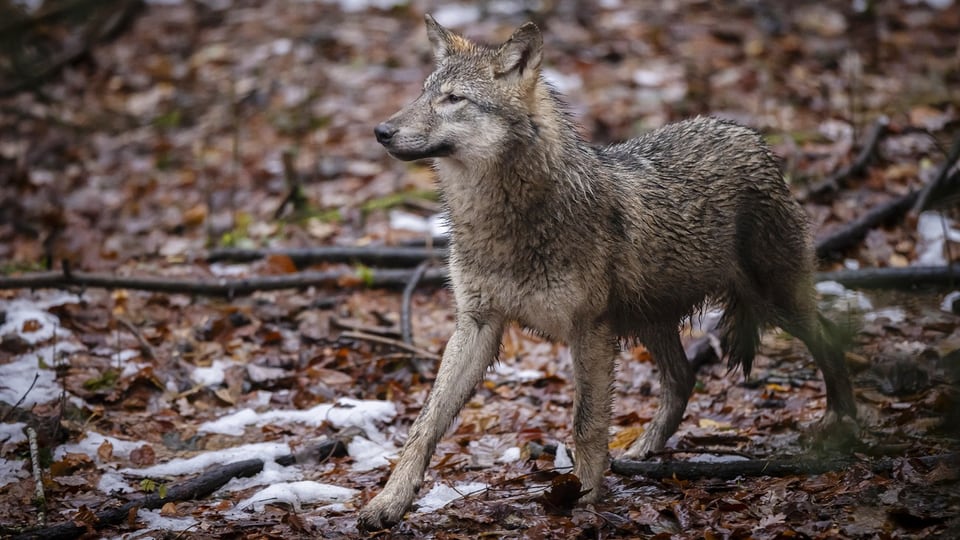 Ein Wolf im Wildnispark Langenberg, aufgenommen am Freitag, 8. Dezember 2023 in Langnau am Albis.