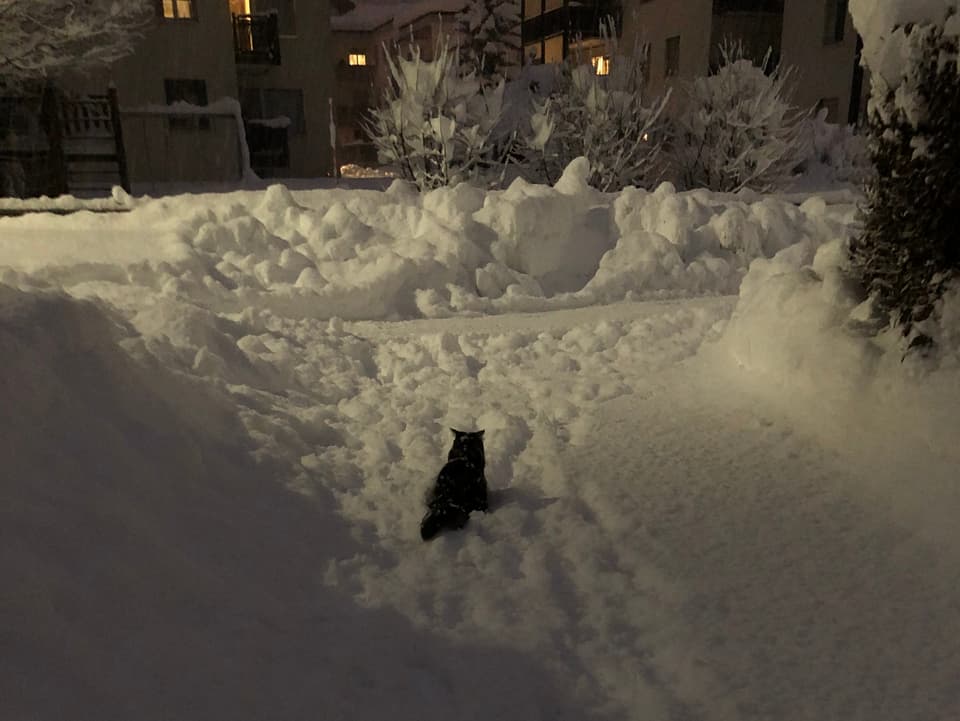 Katze im Schnee