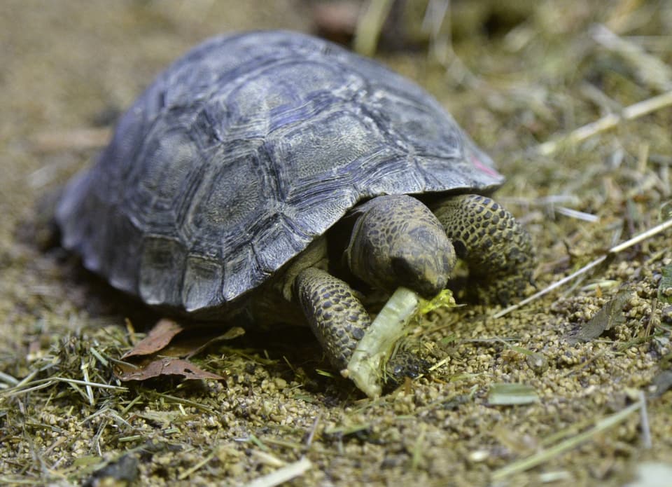Eine snackende Schildkröte