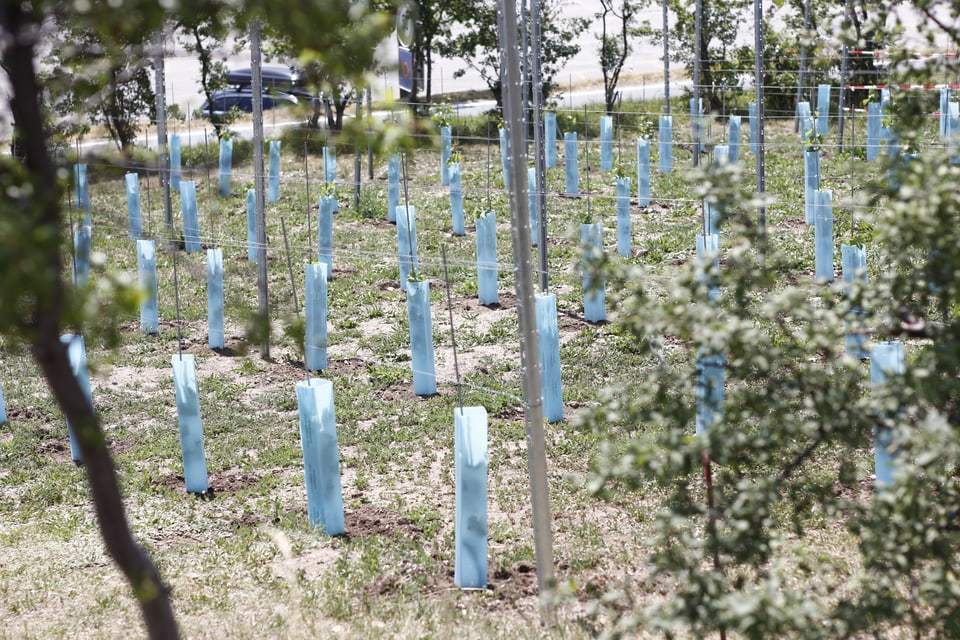 120 Pflanzen der Marke Cabernet Jura haben die Vitalinis gepflanzt.