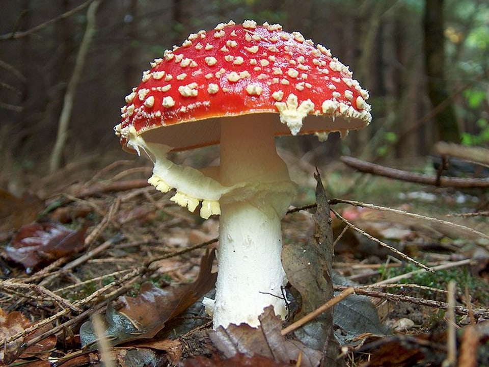 Amanita mustgera