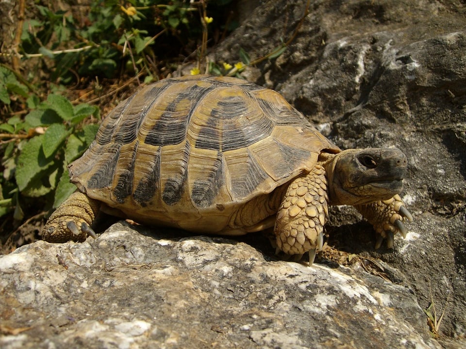 Süsse Schildkröte