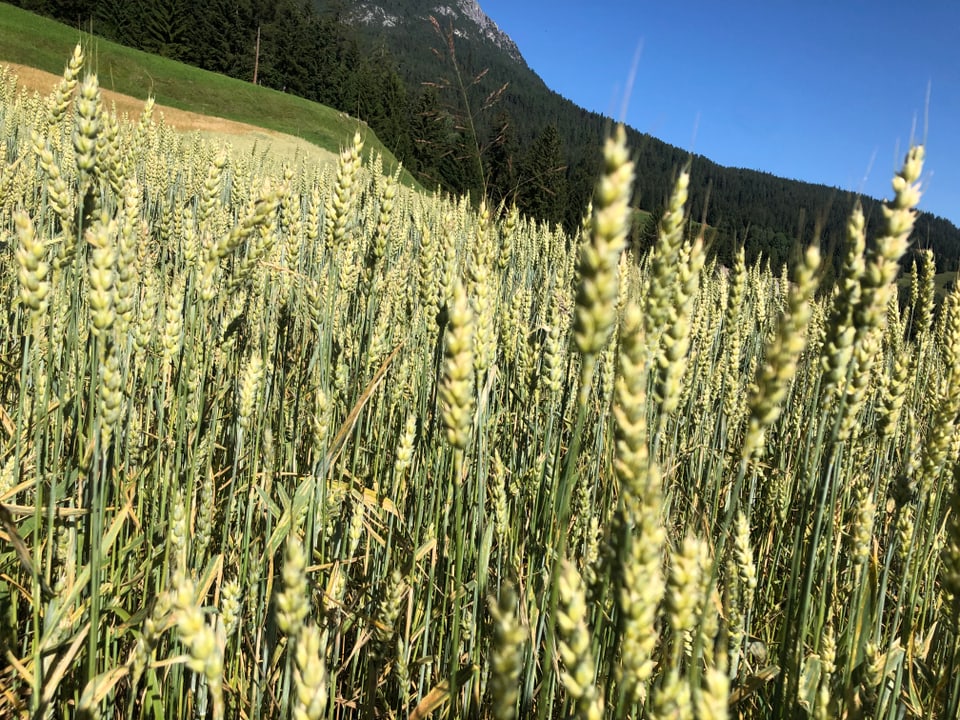 I duai dar ina buna racolta Weizen und blauer Himmel.