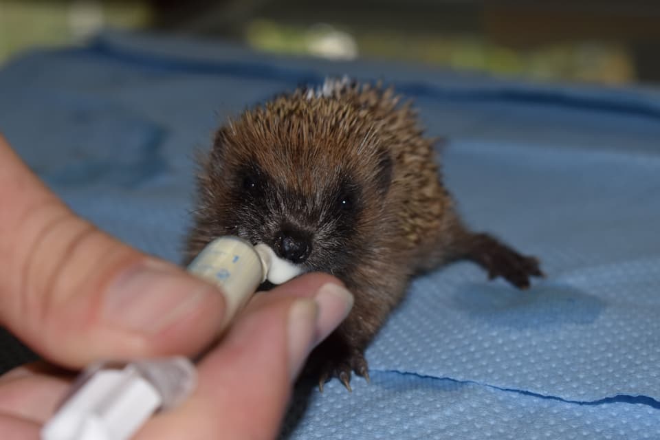 Ein junger Igel wird mit einer Futterspritze ernährt