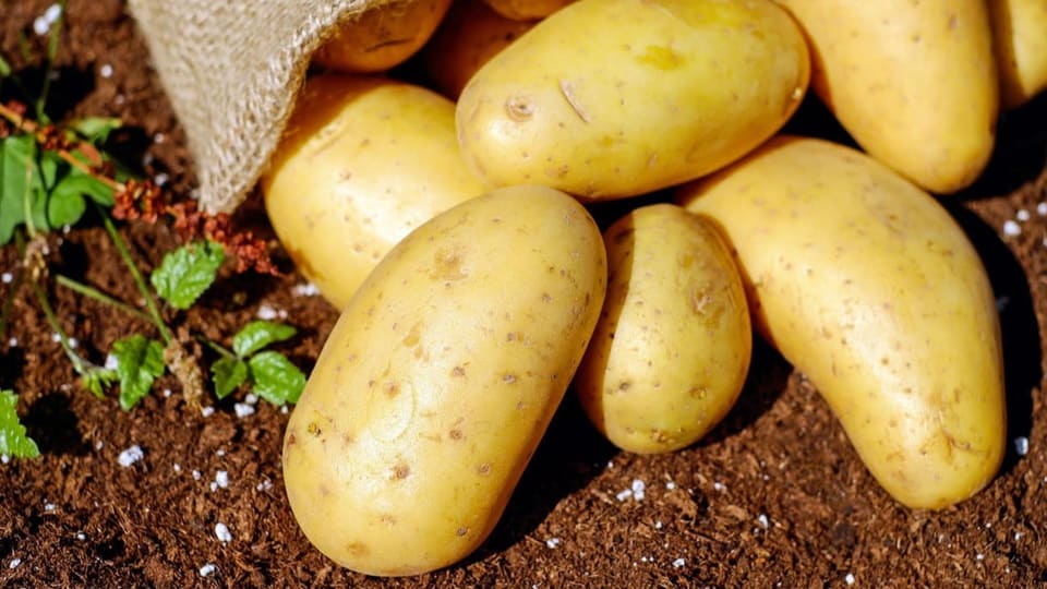 Die Kartoffeln für die Spezialität Plain in pigna.