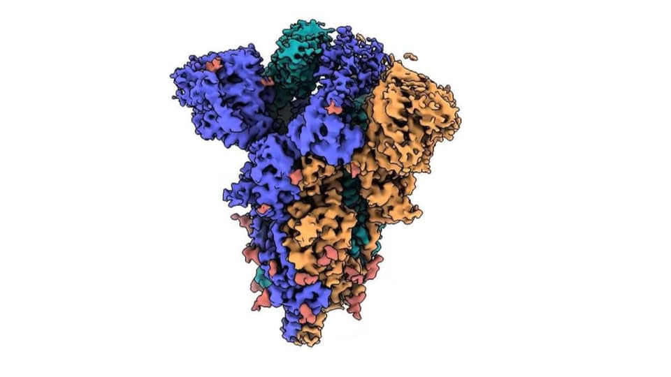 purtret dal spike-protein en differentas colurs.