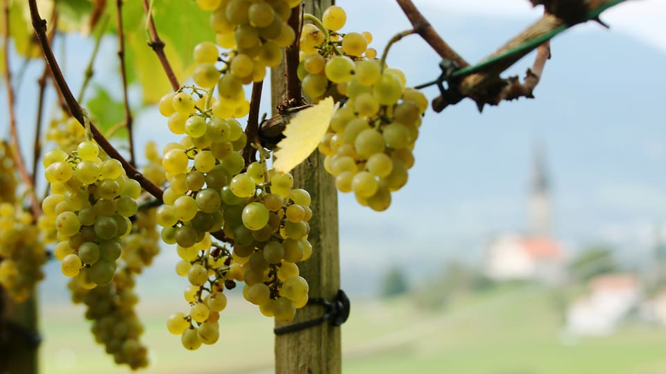 Weinernte in Sagogn in Graubünden