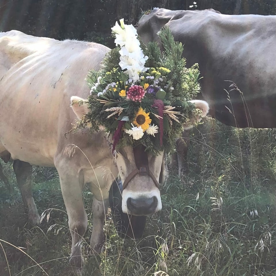 Kuh auf Wiese mit Blumenschmuck 