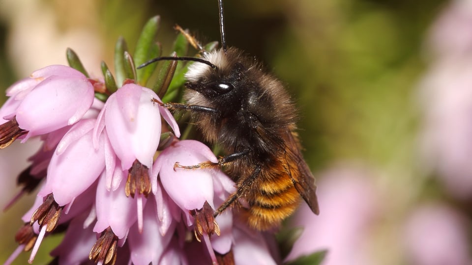 In avieul che tschertga pollen e nectar.