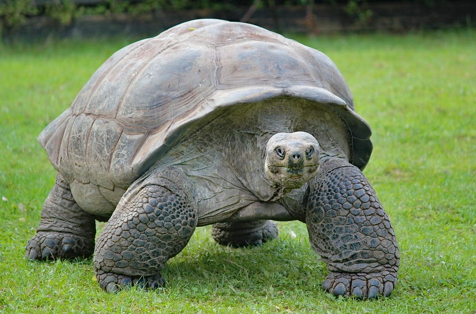Eine Schildkröte