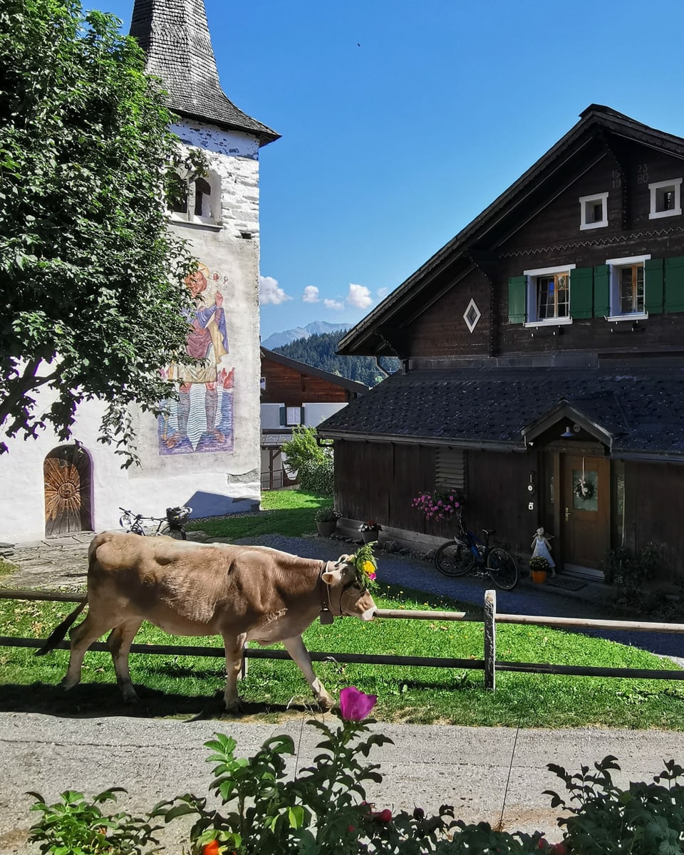 Kuh im Dorf von Brigels 
