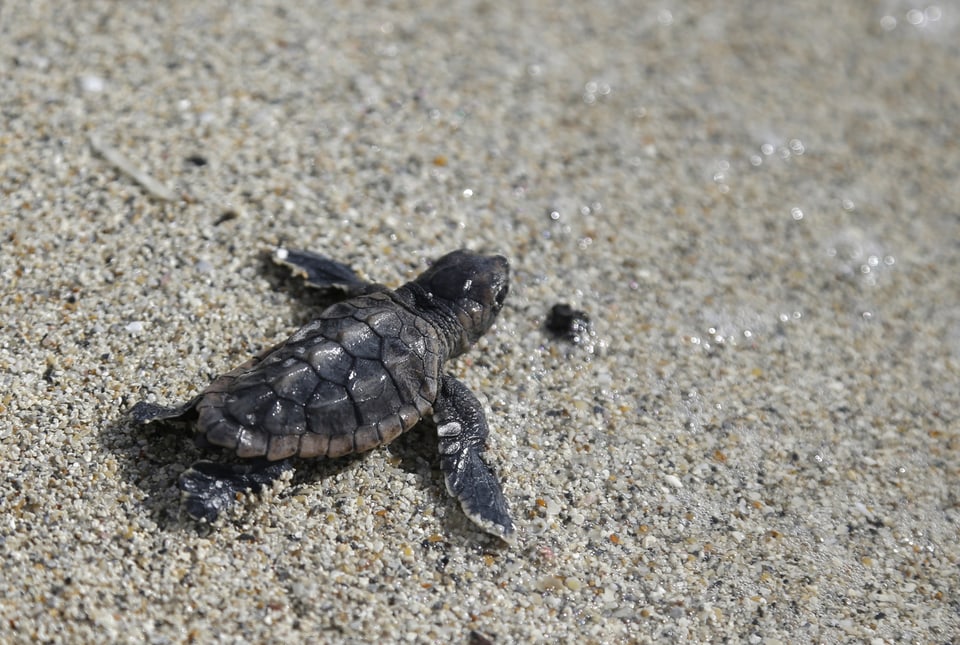 Baby Schildkröte