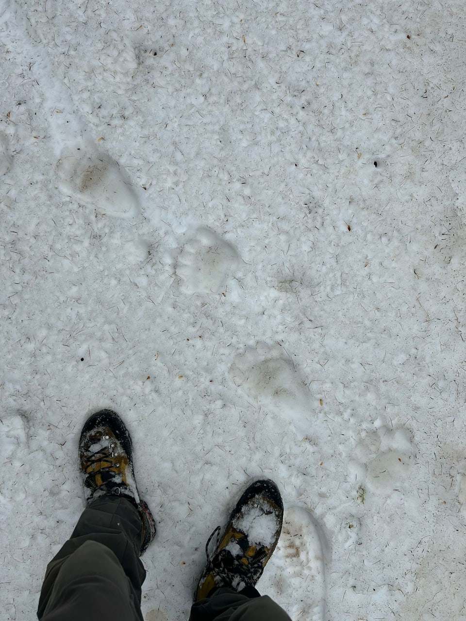 Personenfüsse in Winterschuhen auf schneebedecktem Boden mit Bärenspuren.