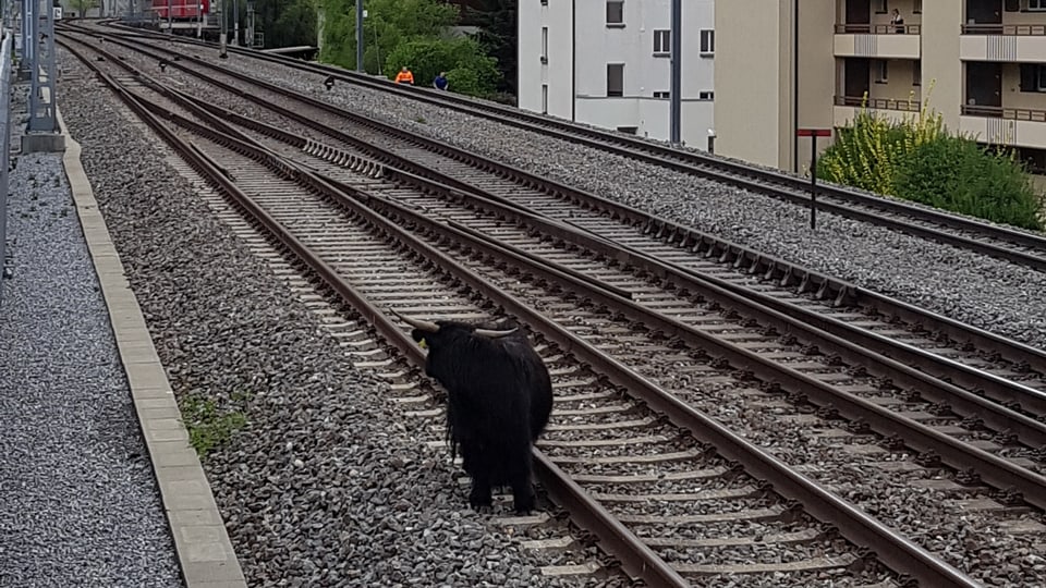 Il taur sin ils binaris da la SBB.