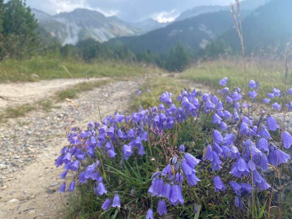 Glockenblume Schweizerischer Nationalpark