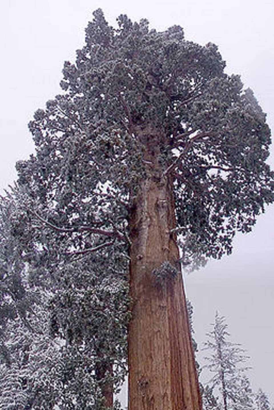 planta gigantesca